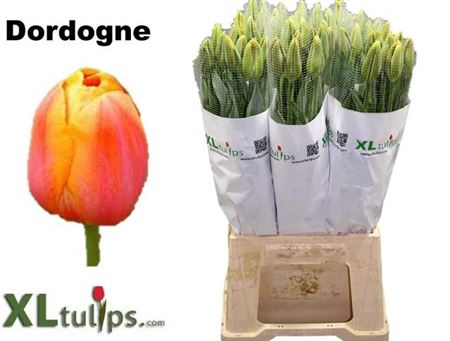 Tulip Frankrijk En Dordogne