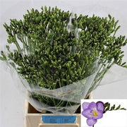 Freesia Blue Wholesalers Choice