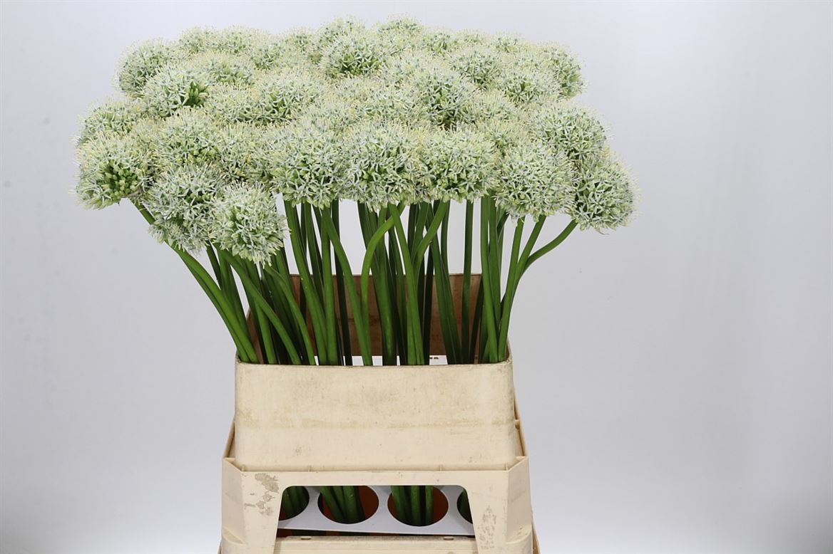 Allium Mount Everest (10 Stems)