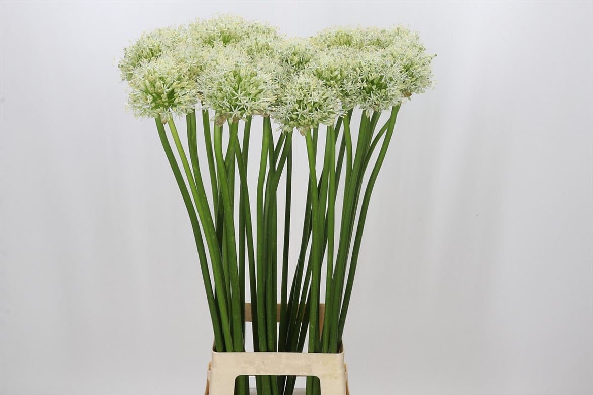 Allium Mount Everest (10 Stems)