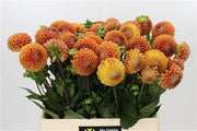 Dahlia Cornel Bronze