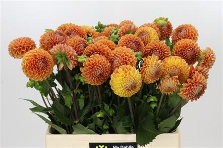 Dahlia ‘Cornel Bronze’ Cut Stems – 55cm