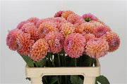 Dahlia Linda’s Baby