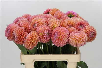 Pink Dahlia ‘Linda’s Baby’ – 60cm Stems
