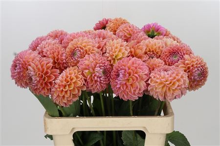 Pink Dahlia ‘Linda’s Baby’ – 60cm Stems