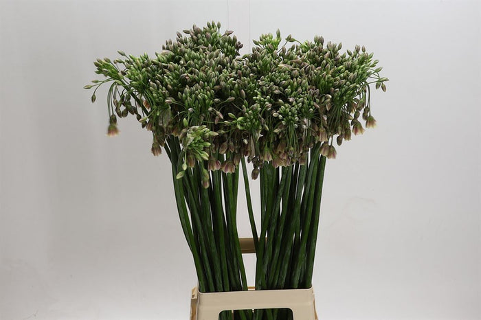 Allium Nect Siculum Bulgar