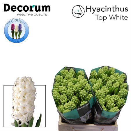 Hyacinth White Wholesalers Choice