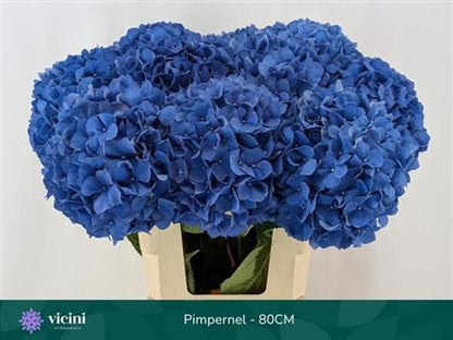 Hydrangea Pimpernel (10 Stems)