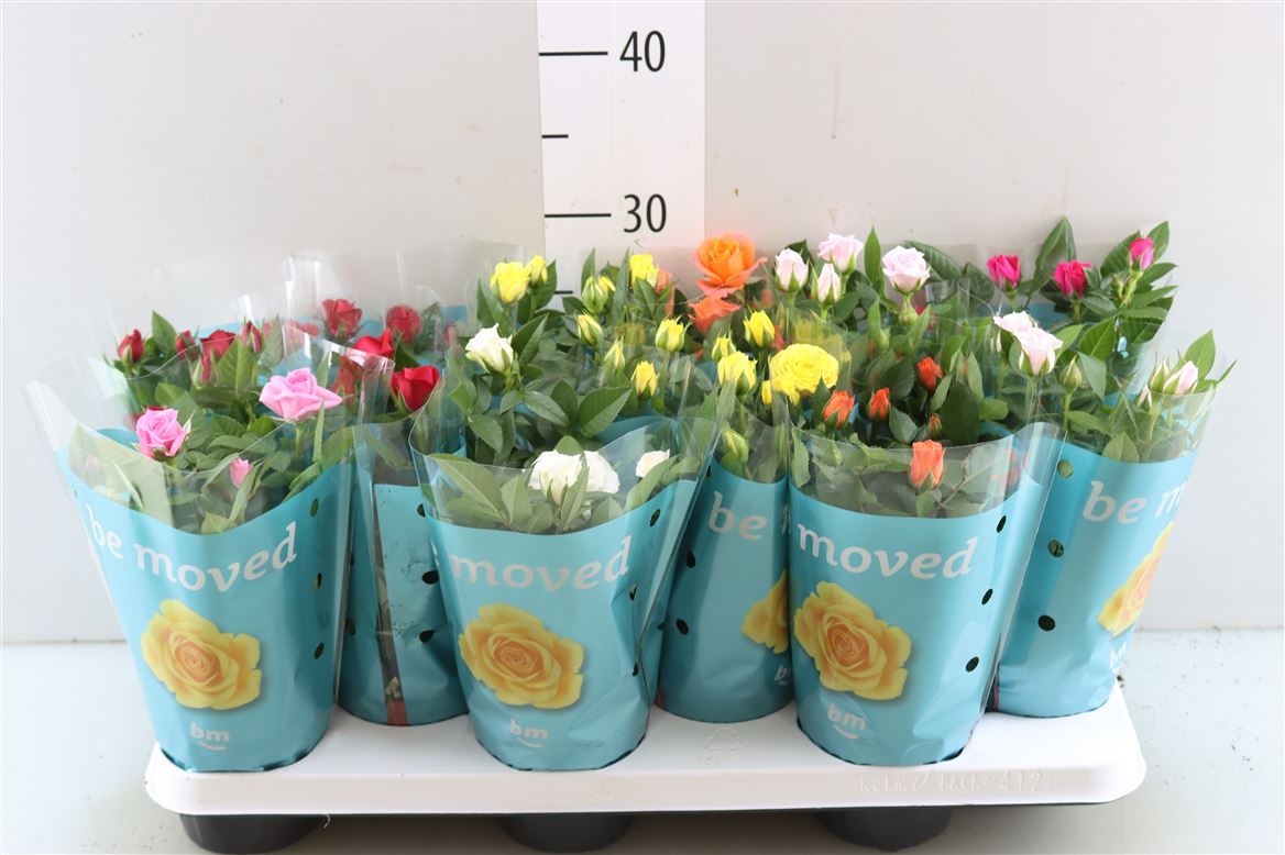 Rose Bm Gemengd Zink Louise