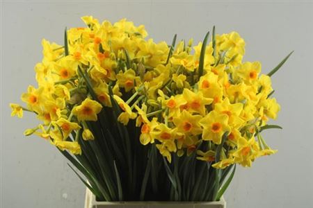 Daffodil Martinette