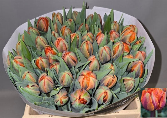 Tulip Du Orange Princes