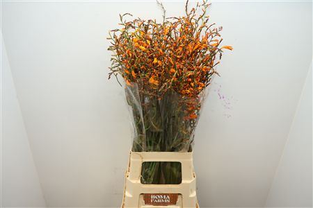 FeedSync:wholesale:402e2e30d9e62c39fb7a6a7655bbb1a0dc74edb5