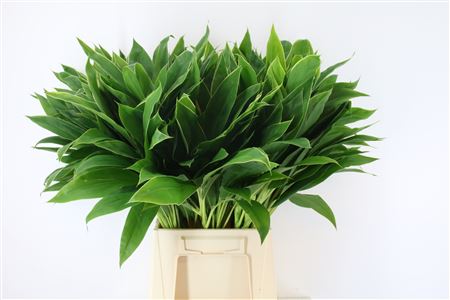 FeedSync:wholesale:d817c41576a3b8295fd1497e57a419f61c36cb39