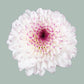 Chrysanthemum Spray Abbey (20 Stems)