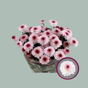 Chrysanthemum Spray Abbey
