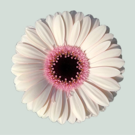 Germini Abby Lou (20 Stems)