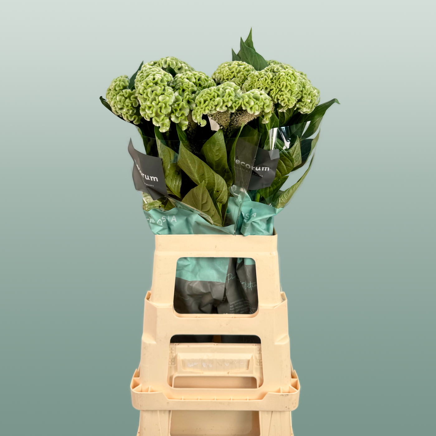 Celosia Act Verda (20 Stems)