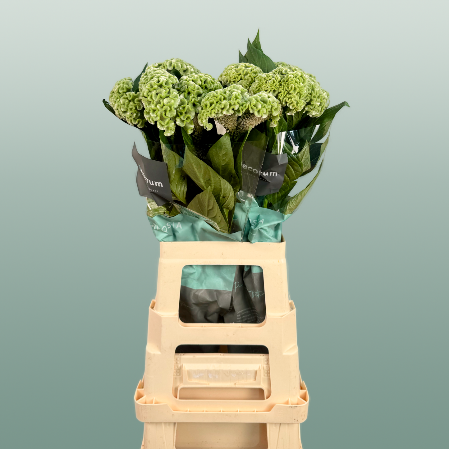 Celosia Act Verda (20 Stems)