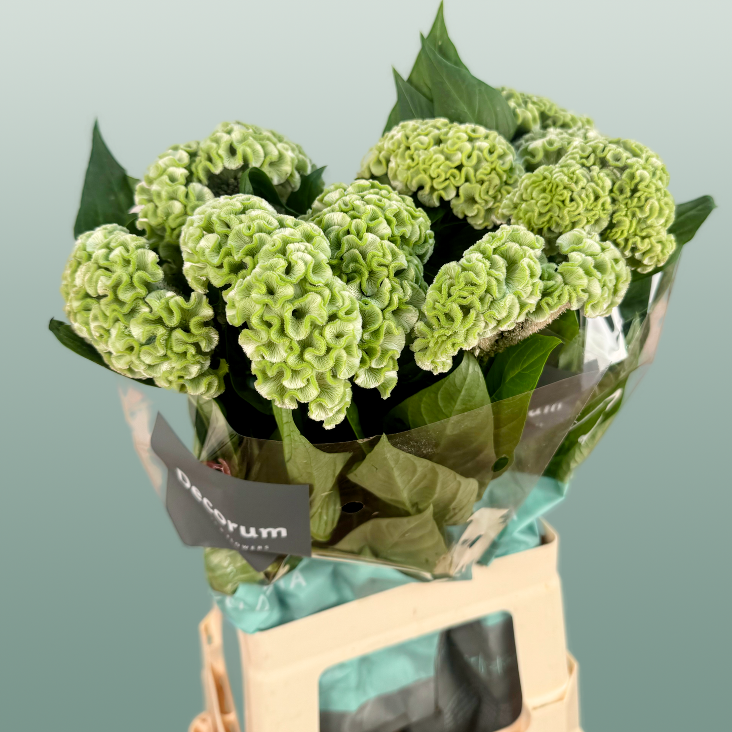 Celosia Act Verda (20 Stems)
