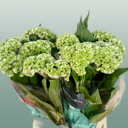 Celosia Act Verda (20 Stems)