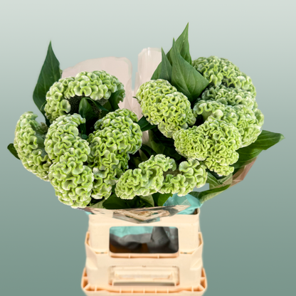 Celosia Act Verda (20 Stems)