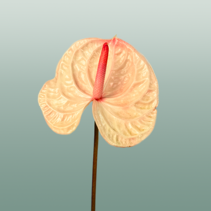 Anthurium Acura
