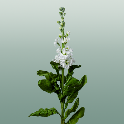 Matthiola Aida White (10 Stems)