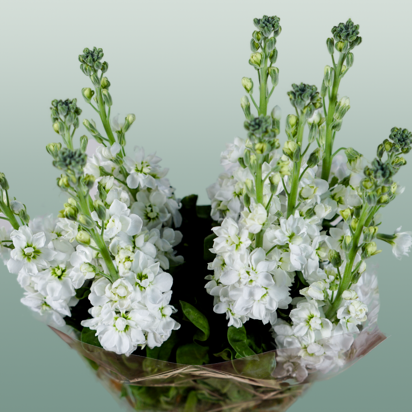 Matthiola Aida White (10 Stems)