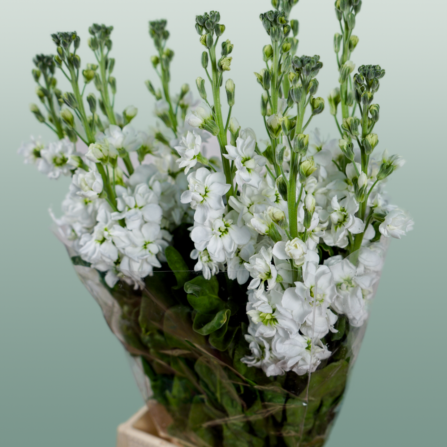 Matthiola Aida White (10 Stems)