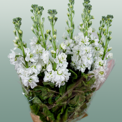 Matthiola Aida White (10 Stems)