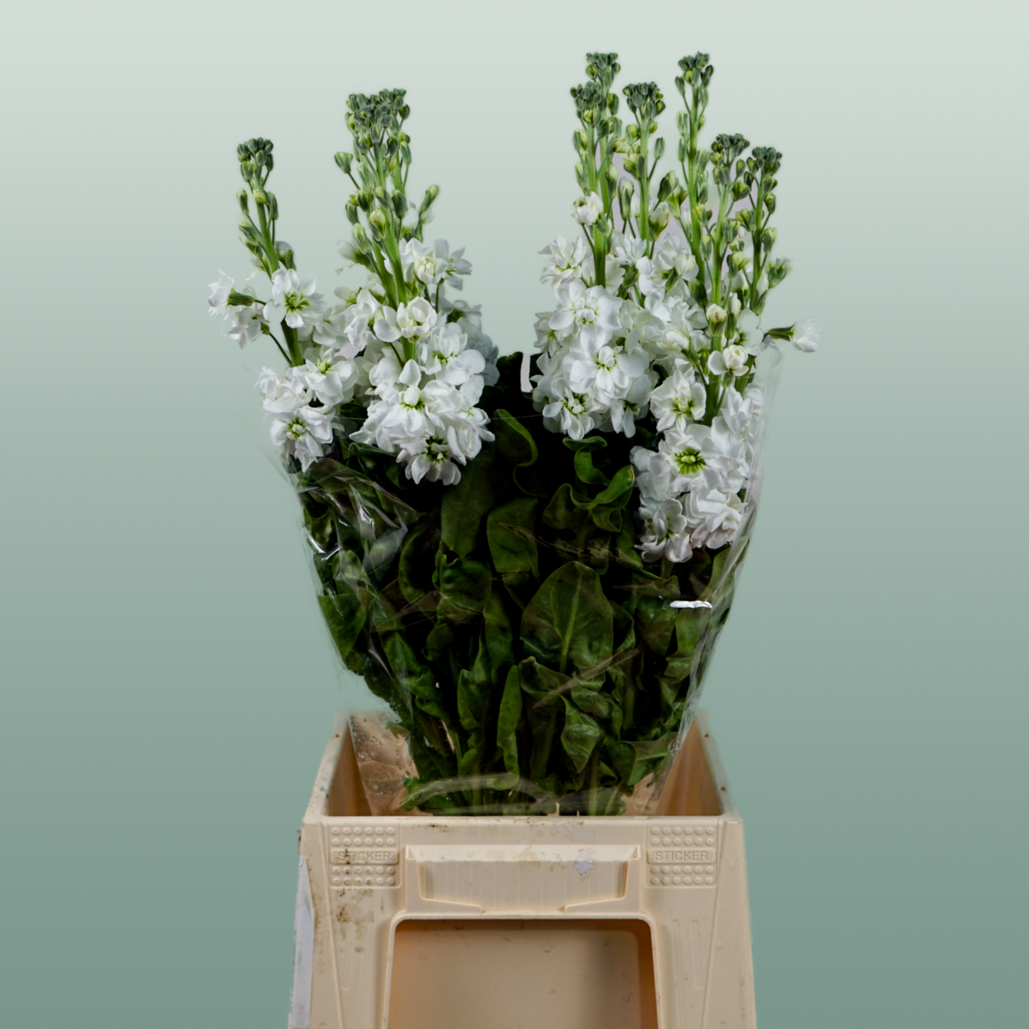 Matthiola Aida White (10 Stems)