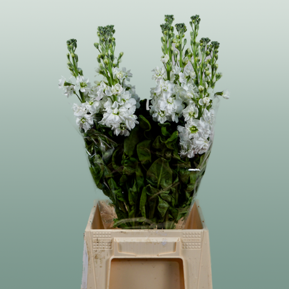 Matthiola Aida White (10 Stems)