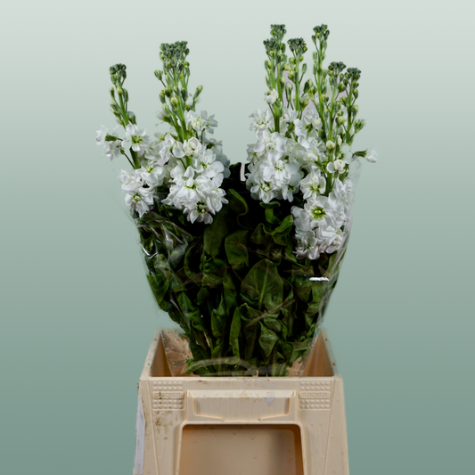 Matthiola Aida White (10 Stems)