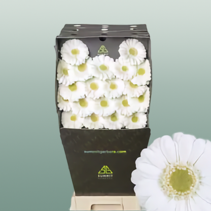 Germini Albino (20 Stems)