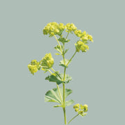 Alchemilla mollis ‘Robustica’ Green Foliage Stems – 55cm