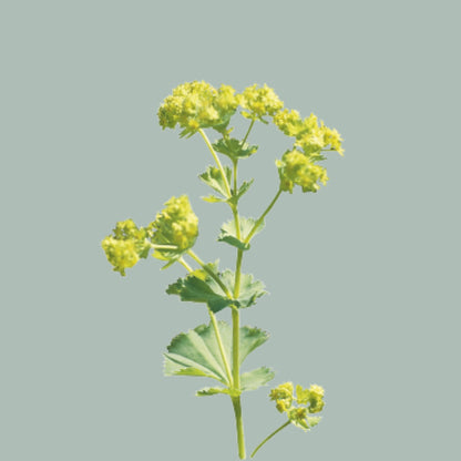 Alchemilla mollis ‘Robustica’ Green Foliage Stems – 55cm