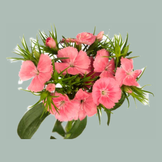 SweetWilliam Sweet Will Coral (50 Stems)
