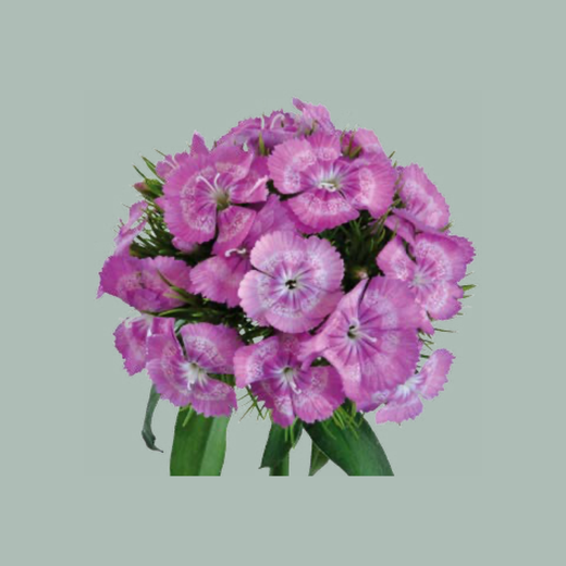 Sweet William Aldo Lila Fantasia (50 Stems)