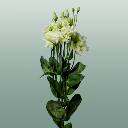 Eustoma Alissa Green (10 Stems)