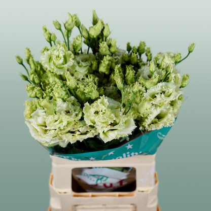 Eustoma Alissa Green (10 Stems)