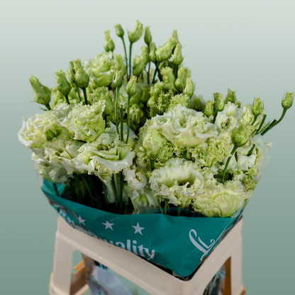 Eustoma Alissa Green (10 Stems)