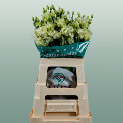 Eustoma Alissa Green (10 Stems)