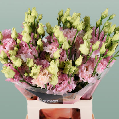 Eustoma Alissa Hanoi Pink (10 Stems)