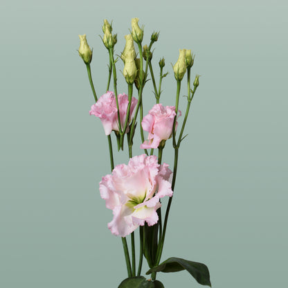 Eustoma Alissa Hanoi Pink (10 Stems)