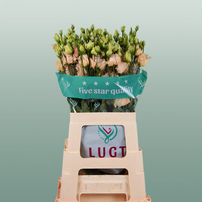 Eustoma Alissa Light Apricot (10 Stems)