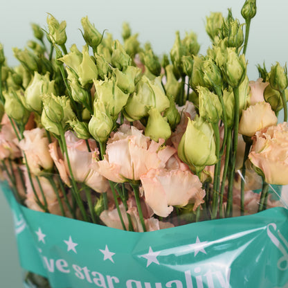 Eustoma Alissa Light Apricot (10 Stems)