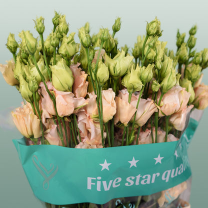 Eustoma Alissa Light Apricot (10 Stems)