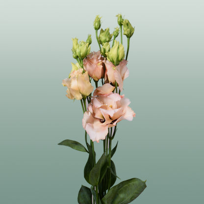 Eustoma Alissa Light Apricot (10 Stems)