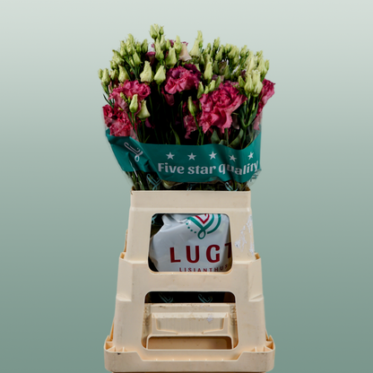 Eustoma Alissa Rose (10 Stems)