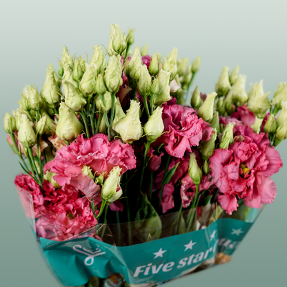 Eustoma Alissa Rose (10 Stems)